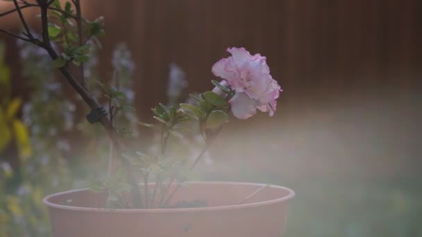 Ροζ λουλούδι ροδόδεντρο στο κλαδί που κινείται στον άνεμο. Μακρό κλείσιμο, επιλεκτική εστίαση. Άνοιξη και κηπουρική έννοια. ανάκλαση ηλιακού φωτός. — Αρχείο Βίντεο