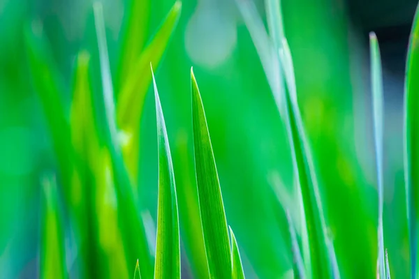 新鮮な緑の芽草を閉じると、マクロ写真、背景がぼやけている。選択的フォーカス、ソフトフォーカス。春のシリアルもやしのマクロ。鮮やかな下で新鮮な発芽したコムギの穀物のクローズアップ — ストック写真