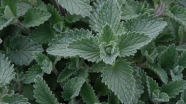 Aromatik nane aromalı çalı üst görünümü, botanik duvar kağıdı için naneli bitkiler. Tarlada yetişen bitkiler. Bahçedeki taze nane yaprakları. Bitkilerle kapat. Üst görünümü olan nane şekeri dokusu.