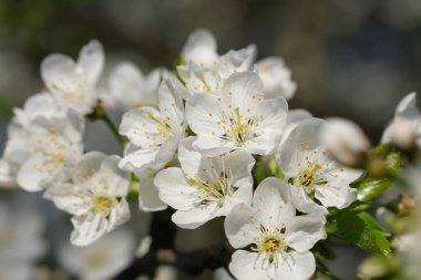 Beyaz ağaç tomurcukları seçici odak noktasını kapatır. Kopya alanı ile bulanık arkaplan. Çiçek arkaplan. Makro doğa.
