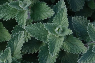 Aromatik nane aromalı çalı üst görünümü, botanik duvar kağıdı için naneli bitkiler. Tarlada yetişen bitkiler. Bahçedeki taze nane yaprakları. Bitkilerle kapat. Üst görünümü olan nane şekeri dokusu.