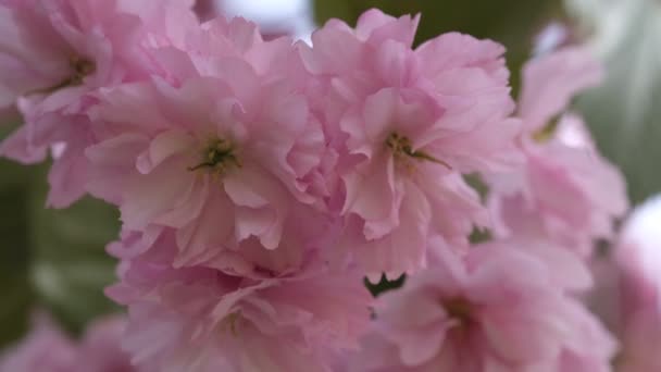 Rosafarbene Kirschblüte bewegt sich im Wind. Makroselektiver Fokus. Unscharfer Hintergrund. Rosa Sakura Blütenblätter schließen selektiven Fokus. — Stockvideo