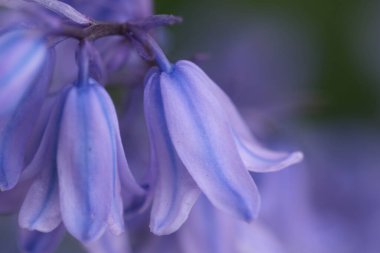 BlueBell 'ler yakın plan, bulanık arkaplan ile seçici odak. İspanyol blueBell, Hyacinthoides hispanica, Endymion hispanicus veya Scilla hispanica 'nın seçici odak noktasıdır.