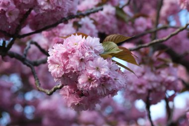 Pembe Kiraz Çiçeği. Makro seçici odaklanma. Arka plan bulanık. Pembe sakura çiçekleri seçici odağı kapatır. 