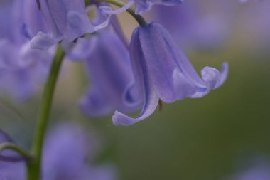 BlueBell 'ler yakın plan, bulanık arkaplan ile seçici odak. İspanyol blueBell, Hyacinthoides hispanica, Endymion hispanicus veya Scilla hispanica 'nın seçici odak noktasıdır.