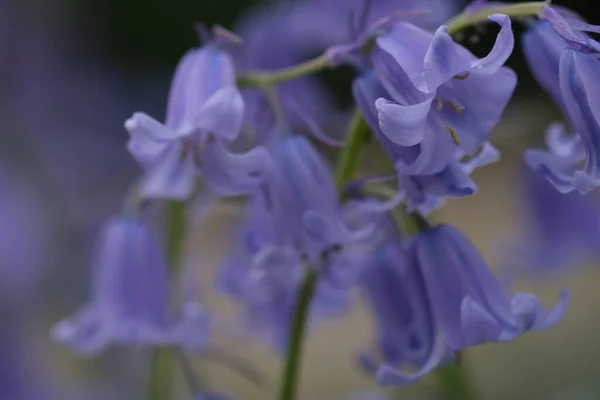 BlueBell da vicino, messa a fuoco selettiva con sfondo sfocato. Focus selettivo di BlueBell spagnolo, Hyacinthoides hispanica, Endymion hispanicus o Scilla hispanica è un bulboso fioritura primaverile — Foto Stock