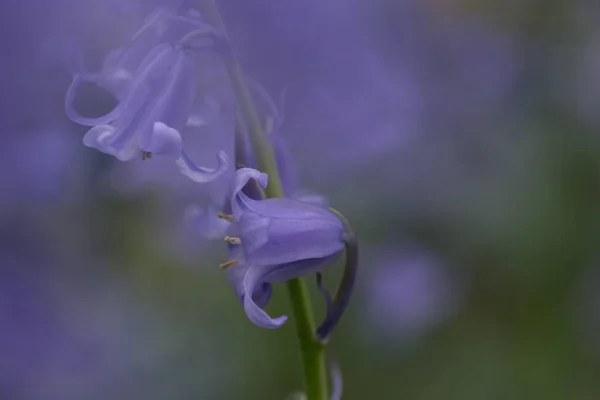 蓝铃带紧密相连，背景模糊，有选择性地聚焦。西班牙蓝铃花、金银花、金银花、金银花是一种春天开花的球茎 — 图库照片