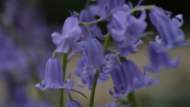 Bluebells de cerca, enfoque selectivo con fondo borroso. Enfoque selectivo de Bluebell español, Hyacinthoides hispanica, Endymion hispanicus o Scilla hispanica es un bulbo floreciente de primavera — Vídeos de Stock