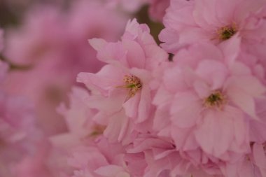 Pembe Kiraz Çiçeği. Makro seçici odaklanma. Arka plan bulanık. Pembe sakura çiçekleri seçici odağı kapatır. 