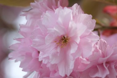 Pembe Kiraz Çiçeği. Makro seçici odaklanma. Arka plan bulanık. Pembe sakura çiçekleri seçici odağı kapatır. 