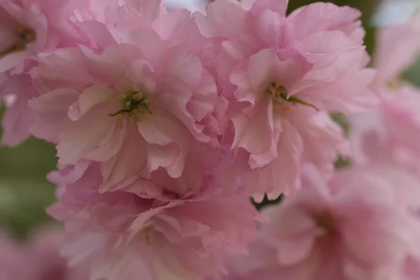 stock image Pink Cherry Blossom. Macro selective focus. Blurred background. Pink sakura blossom petals close up selective focus. 