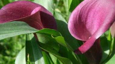 Mor Kalla Zambağı çiçeği yeşil yapraklarla kaplıdır, seçici bir odak noktası vardır. Calla çiçek saksısı makro fotoğrafı. Mor çiçek yaprağında güneş ışığı