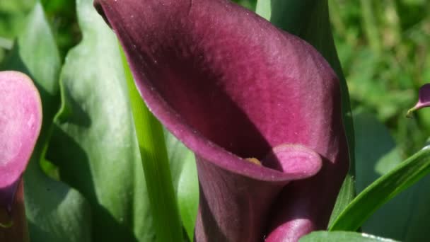 Fioletowy kwiat Calla Lily z bliska z zielonymi liśćmi, selektywne skupienie. Calla doniczka makro zdjęcie. Światło słoneczne na fioletowym płatku kwiatów — Wideo stockowe