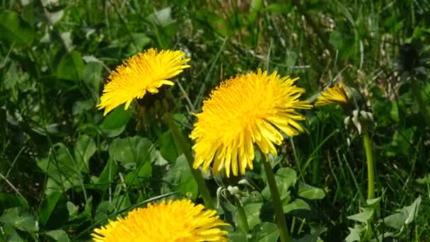 Żółty kwiat mniszka na wiosnę. Kwiat mniszka porusza się na wietrze. Zielone pole z dmuchawcami. Zbliżenie kwiatów mniszka lekarskiego, ostrość makro selektywna. — Wideo stockowe