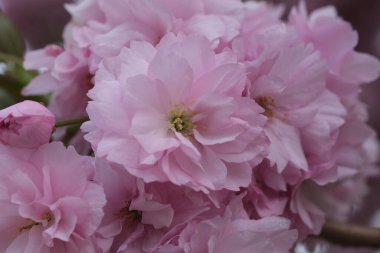 Pembe Kiraz Çiçeği. Makro seçici odaklanma. Arka plan bulanık. Pembe sakura çiçekleri seçici odağı kapatır. 