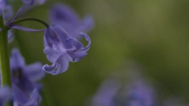 BlueBell 'ler yakın plan, bulanık arkaplan ile seçici odak. İspanyol blueBell, Hyacinthoides hispanica, Endymion hispanicus veya Scilla hispanica 'nın seçici odak noktasıdır.