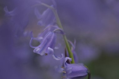Arka plan bulanık. BlueBell 'ler yakın plan, bulanık arkaplan ile seçici odak. İspanyol blueBell, Hyacinthoides hispanica, Endymion hispanicus veya Scilla hispanica 'nın seçici odak noktasıdır.