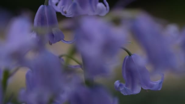 Bluebells close up, selective focus with blurred background. Selective focus of Spanish bluebell, Hyacinthoides hispanica, Endymion hispanicus or Scilla hispanica is a spring-flowering bulbous — Stock Video