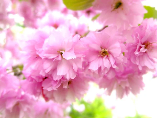 Rosafarbene Kirschblüte, weicher makroselektiver Fokus. Selektiver Fokus auf Kirschzweige. Natürlicher verschwommener Hintergrund. — Stockfoto