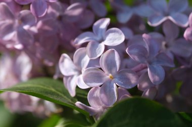 Taze mor mor leylak çiçeklerinin gelişen dalları seçici odak noktalarını kapatır. Bahçede yeşil yapraklara karşı çiçek açan güzel mor leylak çiçekleri, doğal arka plan, kapat..