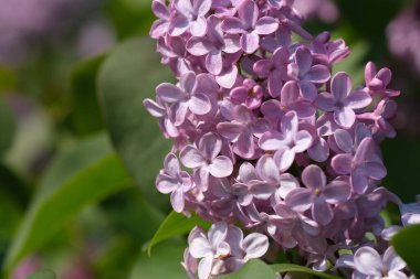 Taze mor mor leylak çiçeklerinin gelişen dalları seçici odak noktalarını kapatır. Bahçede yeşil yapraklara karşı çiçek açan güzel mor leylak çiçekleri, doğal arka plan, kapat..