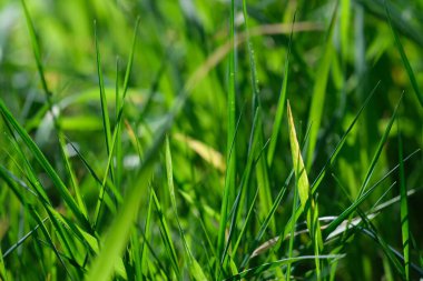 Yeşil çimenler yakın plan. Taze yeşil çimlerin yakın görüntüsü, seçici odaklanma. Çimen arka planı - seçici odaklanma. Tahıl tarlası.