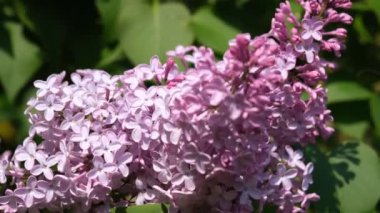 Taze mor mor leylak çiçeklerinin gelişen dalları seçici odak noktalarını kapatır. Bahçede yeşil yapraklara karşı çiçek açan güzel mor leylak çiçekleri, doğal arka plan, kapat..