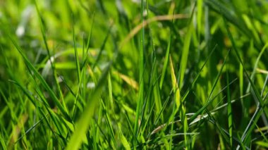 Yeşil çimenler yakın plan. Taze yeşil çimlerin yakın görüntüsü, seçici odaklanma. Çimen arka planı - seçici odaklanma. Tahıl tarlası.