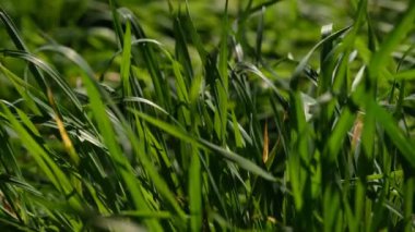 Yeşil çimenler yakın plan. Taze yeşil çimlerin yakın görüntüsü, seçici odaklanma. Çimen arka planı - seçici odaklanma. Tahıl tarlası.