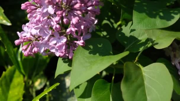 Blühender Zweig Frischer Violett Lila Blüten Aus Nächster Nähe Selektiver — Stockvideo
