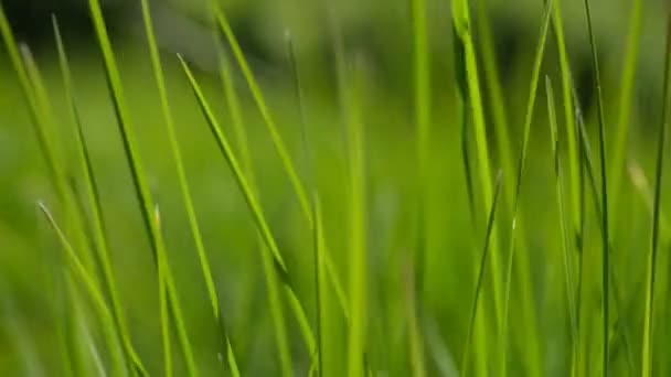 緑の芝生の閉鎖の背景。新鮮な緑の草のクローズアップビュー、選択的な焦点。草の背景-選択的フォーカス。麦畑. — ストック動画