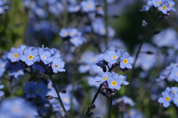 Nie Zapominaj Kwiatach Makro Jasnozielonymi Liśćmi Promieniach Słońca Niebieskie Kwiaty — Zdjęcie stockowe