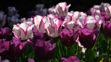 Beyaz ve mor lale yakın çekim, seçici odaklanma. Bir sürü çiçek açan beyaz ve yeşil saplı mor laleler. Gün ışığına karşı laleler. 