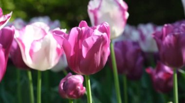 Beyaz ve mor lale yakın çekim, seçici odaklanma. Bir sürü çiçek açan beyaz ve yeşil saplı mor laleler. Gün ışığına karşı laleler. 