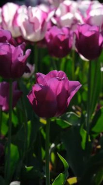 Beyaz ve mor lale yakın çekim, seçici odaklanma. Bir sürü çiçek açan beyaz ve yeşil saplı mor laleler. Gün ışığına karşı laleler. 