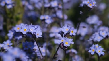 Unutma beni çiçekli makro güneş ışınlarında parlak yeşil yapraklar. Yeşil arka planda mavi çiçekler. Çiçek açan doğa arka planı. Myosotis Sylvatica 'nın yakın çekimi, küçük mavi çiçekler.