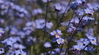 Unutma beni çiçekli makro güneş ışınlarında parlak yeşil yapraklar. Yeşil arka planda mavi çiçekler. Çiçek açan doğa arka planı. Myosotis Sylvatica 'nın yakın çekimi, küçük mavi çiçekler.