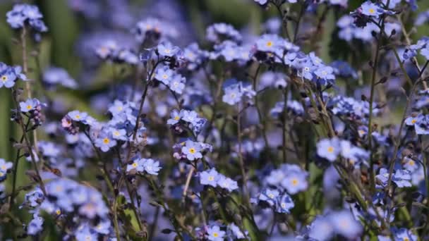Forget-me-not flower macro with bright green leaves in the rays of the sun. Blue flowers on a green background. Blooming flowers nature background. Closeup of Myosotis sylvatica, little blue flowers — Vídeo de Stock