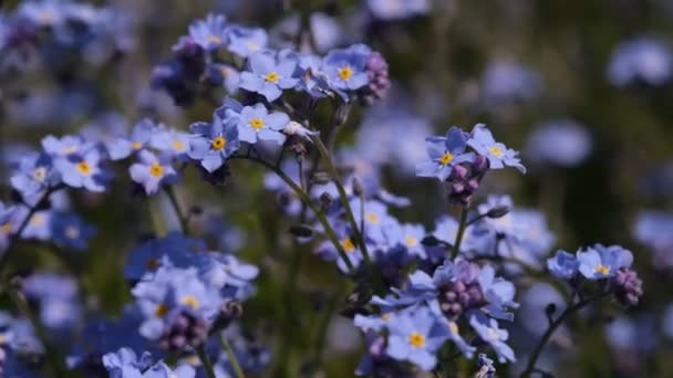 Nie zapominaj o kwiatach makro z jasnozielonymi liśćmi w promieniach słońca. Niebieskie kwiaty na zielonym tle. Kwitnące kwiaty tło natury. Zbliżenie Myosotis sylvatica, małe niebieskie kwiaty — Wideo stockowe