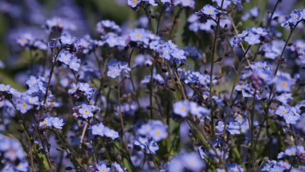 Nie zapominaj o kwiatach makro z jasnozielonymi liśćmi w promieniach słońca. Niebieskie kwiaty na zielonym tle. Kwitnące kwiaty tło natury. Zbliżenie Myosotis sylvatica, małe niebieskie kwiaty — Wideo stockowe
