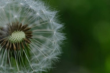 Karahindiba beyazı kafa. Karahindiba tohumu başlarının ince dantel desenli makro görüntüsünü kapat. Karahindiba resmi. Karahindiba Bud 'ı kapadım. Yeşil çimlerde karahindiba beyaz çiçekleri