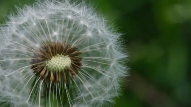 Karahindiba beyazı kafa. Karahindiba tohumu başlarının ince dantel desenli makro görüntüsünü kapat. Karahindiba resmi. Karahindiba Bud 'ı kapadım. Yeşil çimlerde karahindiba beyaz çiçekleri.