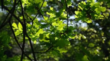 Oaktree 'nin gündüz brunch' ları. Yeşil meşe yaprakları dalda. Mavi gökyüzüne karşı ağaçların yaprakları. Bahar meşesi yaprakları güneş ışığında. Arka planda bahar meşesi yaprakları. Ağaç dalları