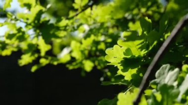 Oaktree 'nin gündüz brunch' ları. Yeşil meşe yaprakları dalda. Mavi gökyüzüne karşı ağaçların yaprakları. Bahar meşesi yaprakları güneş ışığında. Arka planda bahar meşesi yaprakları. Ağaç dalları