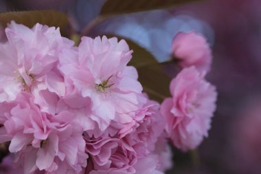 Pembe Kiraz Çiçeği. Makro seçici odaklanma. Arka plan bulanık. Pembe sakura çiçekleri seçici odağı kapatır