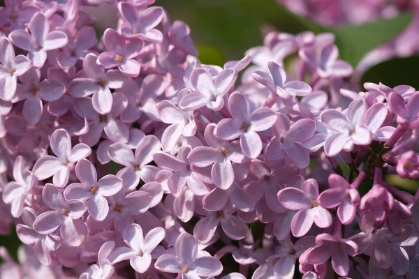 Taze mor mor leylak çiçeklerinin gelişen dalları seçici odak noktalarını kapatır. Bahçede yeşil yapraklara karşı çiçek açan güzel mor leylak çiçekleri, doğal arka plan, kapat..