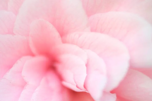 Valentine Blütenblätter Abstrakten Rosa Hintergrund Nahaufnahme Auf Einem Rosa Blütenblatt — Stockfoto