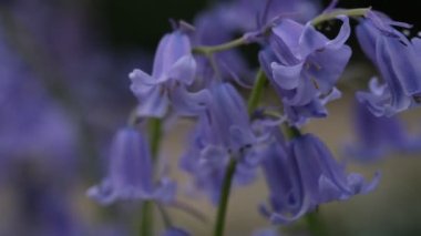 Arka plan bulanık. BlueBell 'ler yakın plan, bulanık arkaplan ile seçici odak. İspanyol blueBell, Hyacinthoides hispanica, Endymion hispanicus veya Scilla hispanica 'nın seçici odak noktasıdır.