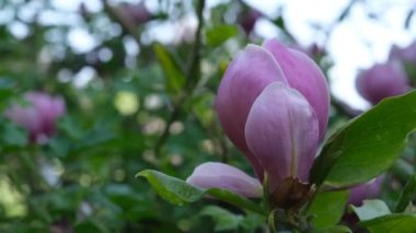 Pembe manolya çiçeği yaklaş. Çiçek açan manolya dallarının yakın görüntüsü.