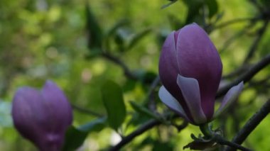 Pembe manolya çiçeği yaklaş. Çiçek açan manolya dallarının yakın görüntüsü.